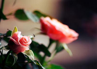 цветы, растения, глубина резкости, розы - обои на рабочий стол