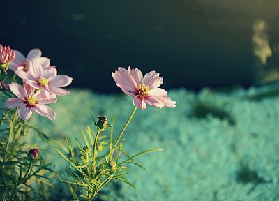 природа, цветы - обои на рабочий стол