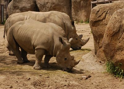животные, носорог - оригинальные обои рабочего стола