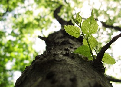природа, деревья - случайные обои для рабочего стола