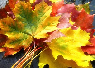 природа, осень, листья, опавшие листья - оригинальные обои рабочего стола