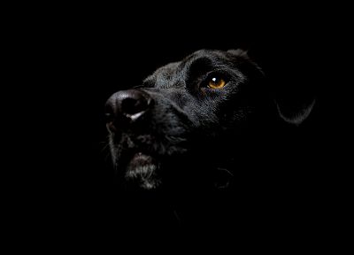 черный цвет, животные, собаки, Лабрадор ретривер - похожие обои для рабочего стола