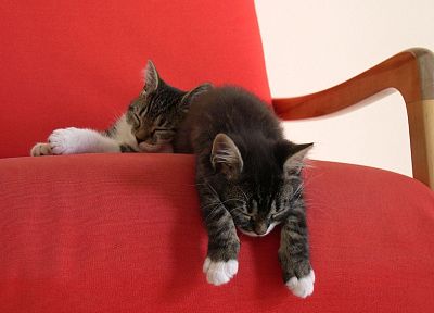 кошки, животные, спальный - обои на рабочий стол