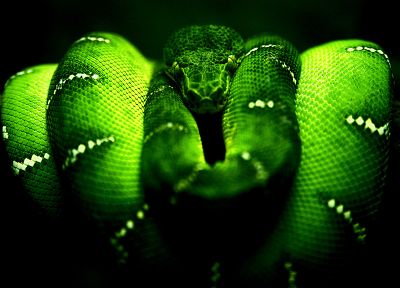 зеленый, змеи, филиалы - обои на рабочий стол