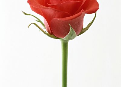цветы, розы, красная роза - обои на рабочий стол