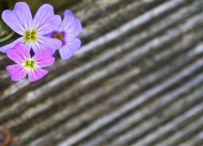 цветы, фиолетовые цветы - случайные обои для рабочего стола