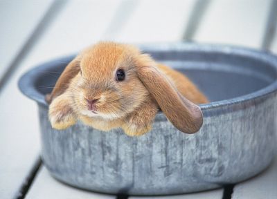 кролики, животные, кролики - похожие обои для рабочего стола