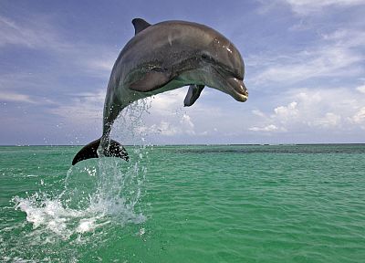 пейзажи, природа, дельфины - обои на рабочий стол