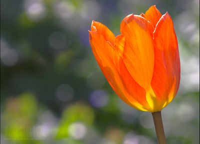 природа, цветы, растения, тюльпаны, оранжевые цветы - оригинальные обои рабочего стола