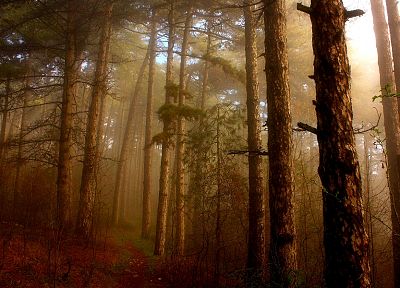 природа, леса, туман - оригинальные обои рабочего стола