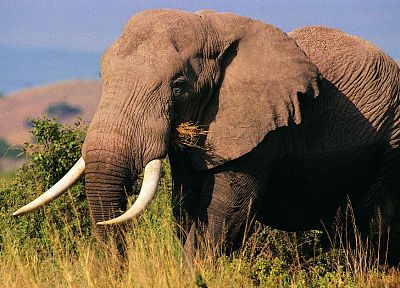 животные, слоны - оригинальные обои рабочего стола