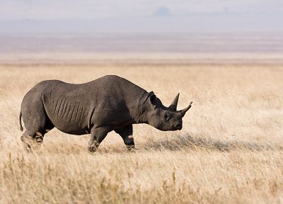 природа, животные, трава, носорог, Африка - случайные обои для рабочего стола