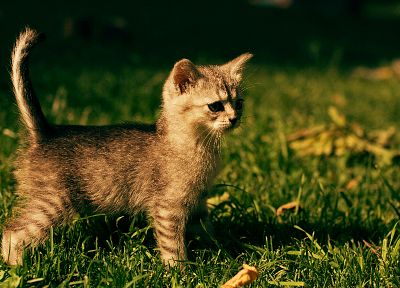 кошки, животные, трава, на открытом воздухе, котята - похожие обои для рабочего стола