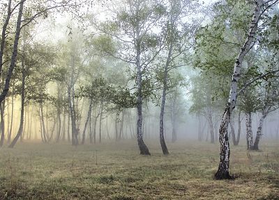 природа, деревья, леса, туман - похожие обои для рабочего стола