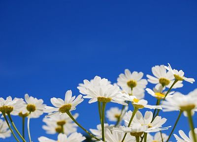 цветы, белые цветы, голубое небо - обои на рабочий стол