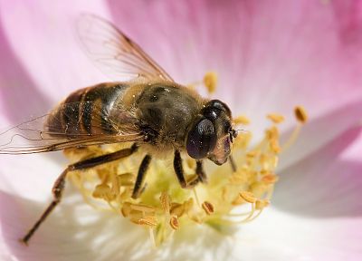 природа, цветы, насекомые, пчелы, яркий - обои на рабочий стол