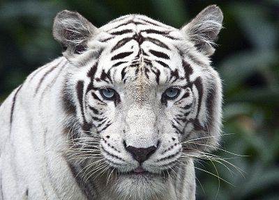 животные, белый тигр - обои на рабочий стол