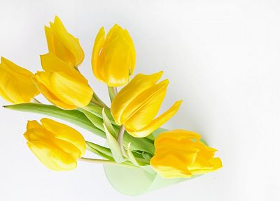 цветы, тюльпаны, желтые цветы - обои на рабочий стол