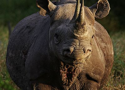 животные, носорог - похожие обои для рабочего стола