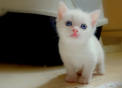 кошки, голубые глаза, котята, домашние питомцы - обои на рабочий стол