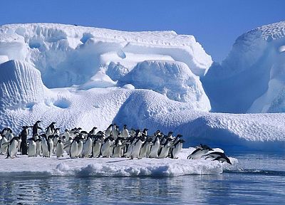 надеюсь, пингвины, Антарктида, залив - похожие обои для рабочего стола