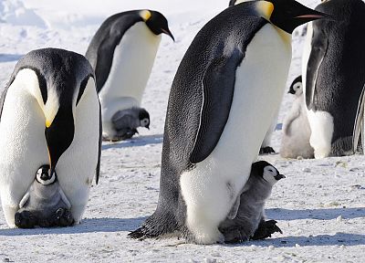 снег, животные, пингвины - обои на рабочий стол