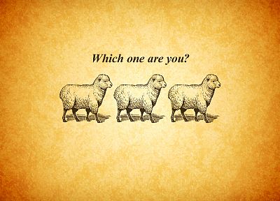 овца - оригинальные обои рабочего стола