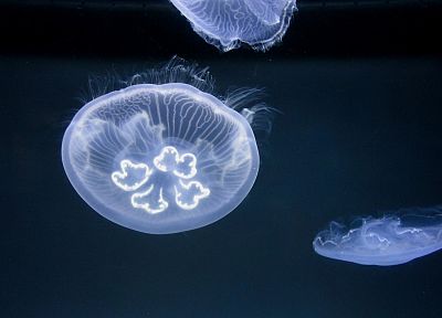 океан, медуза - похожие обои для рабочего стола