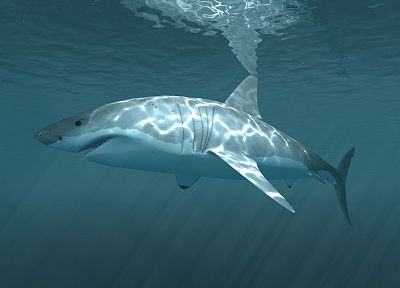 белый, акулы, под водой - случайные обои для рабочего стола