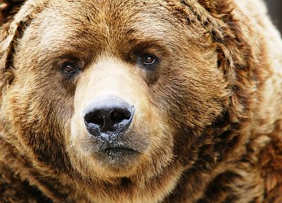 животные, медведи, млекопитающие - обои на рабочий стол