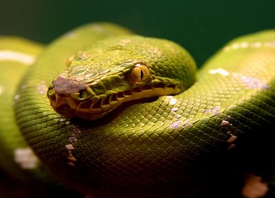 змеи - случайные обои для рабочего стола