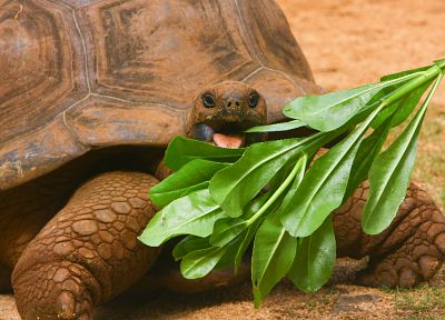 черепахи - случайные обои для рабочего стола