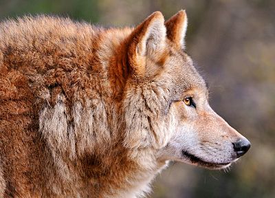животные, волки - похожие обои для рабочего стола