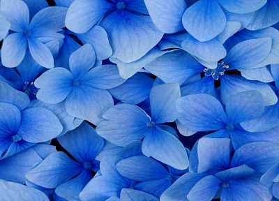 природа, цветы, цветы, гортензия, синие цветы - оригинальные обои рабочего стола