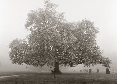 деревья, туман - оригинальные обои рабочего стола