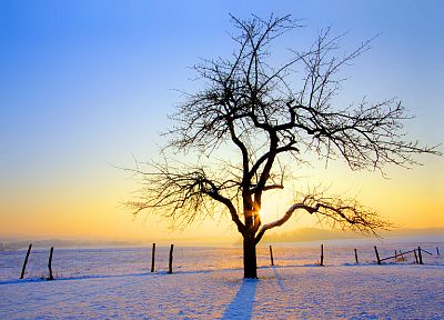 восход, зима, деревья - копия обоев рабочего стола
