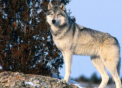 животные, серый, живая природа, волки - случайные обои для рабочего стола