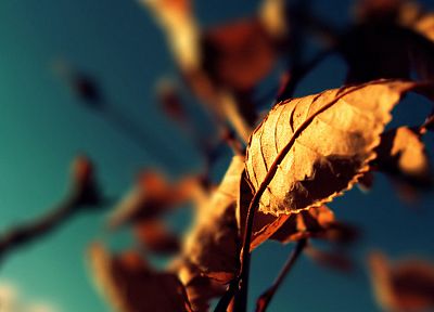 природа, осень, листья, макро, мечтательный, глубина резкости - копия обоев рабочего стола