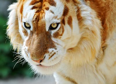животные, тигры, лигр, альбинос - случайные обои для рабочего стола