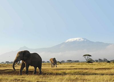 животные, живая природа, слоны - оригинальные обои рабочего стола