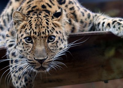 животные, леопарды, Дальневосточный леопард - новые обои для рабочего стола
