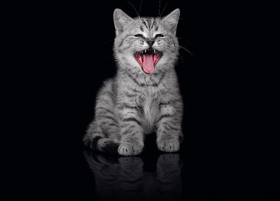 кошки, животные, язык, котята, зевает - оригинальные обои рабочего стола
