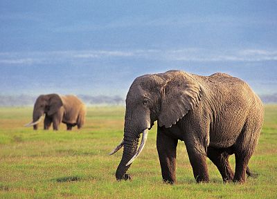 животные, трава, поля, слоны, Африка - копия обоев рабочего стола