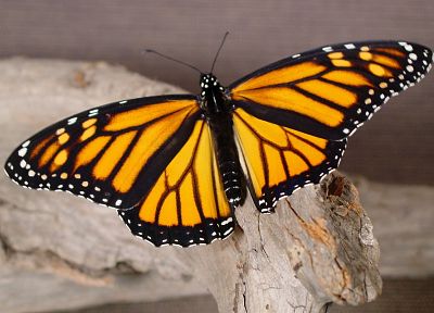 природа, насекомые, монарх, бабочки - обои на рабочий стол