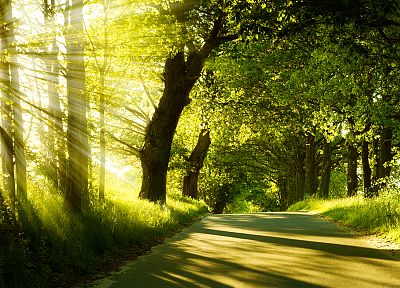 пейзажи, природа, деревья, солнечный свет, дороги - оригинальные обои рабочего стола