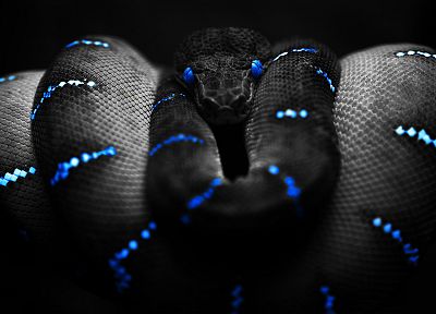 синий, черный цвет, змеи, темный фон - случайные обои для рабочего стола
