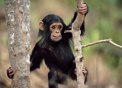 животные, обезьяны, шимпанзе - оригинальные обои рабочего стола