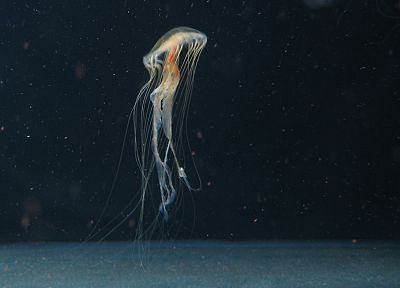 океан, медуза - похожие обои для рабочего стола