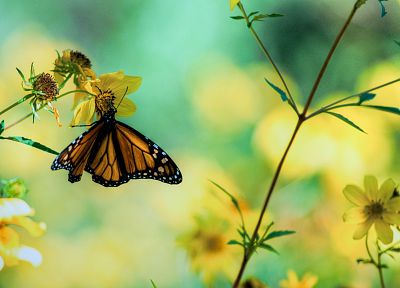 природа, бабочки - случайные обои для рабочего стола