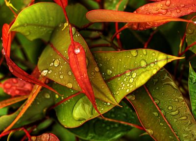 природа, многоцветный, листья, капли воды - случайные обои для рабочего стола
